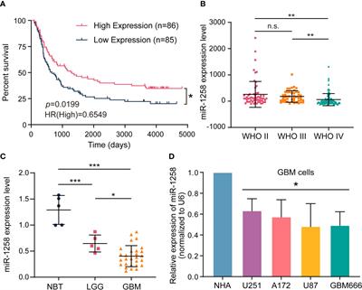 miR-1258 Attenuates Tumorigenesis Through Targeting E2F1 to Inhibit PCNA and MMP2 Transcription in Glioblastoma